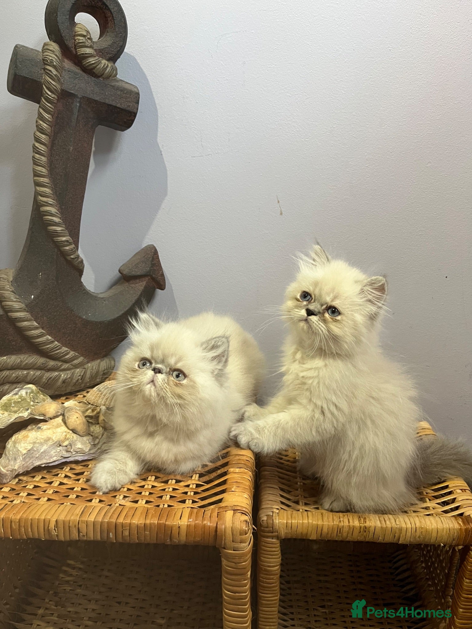Persian cats Ready Now. 3 blue colourpoint Persian kittens (M) - Advert 4