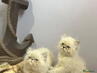 Persian cats Ready Now. 3 blue colourpoint Persian kittens (M) - Advert 4
