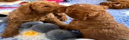 Labradoodle dogs for sale: keiras red fox miniature labradoodles  - Advert 13