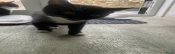 British Shorthair cats for sale: FR3EE GORGEOUS KITTENS READY FOR A NEW HOME  - Advert 6