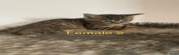 Domestic Shorthair cats for sale: Lovely Kittens For Sale  - Advert 9