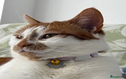 British Shorthair cats for sale: Ginger and White Shorthaired Cat - Image 4