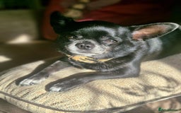 Chihuahua dogs for sale: Chihuahuas for rehoming  - Advert 2