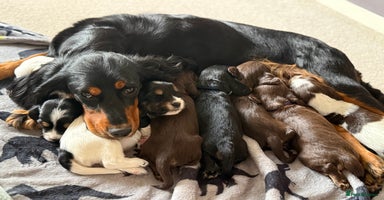 Cocker Spaniel dogs - Advert 2