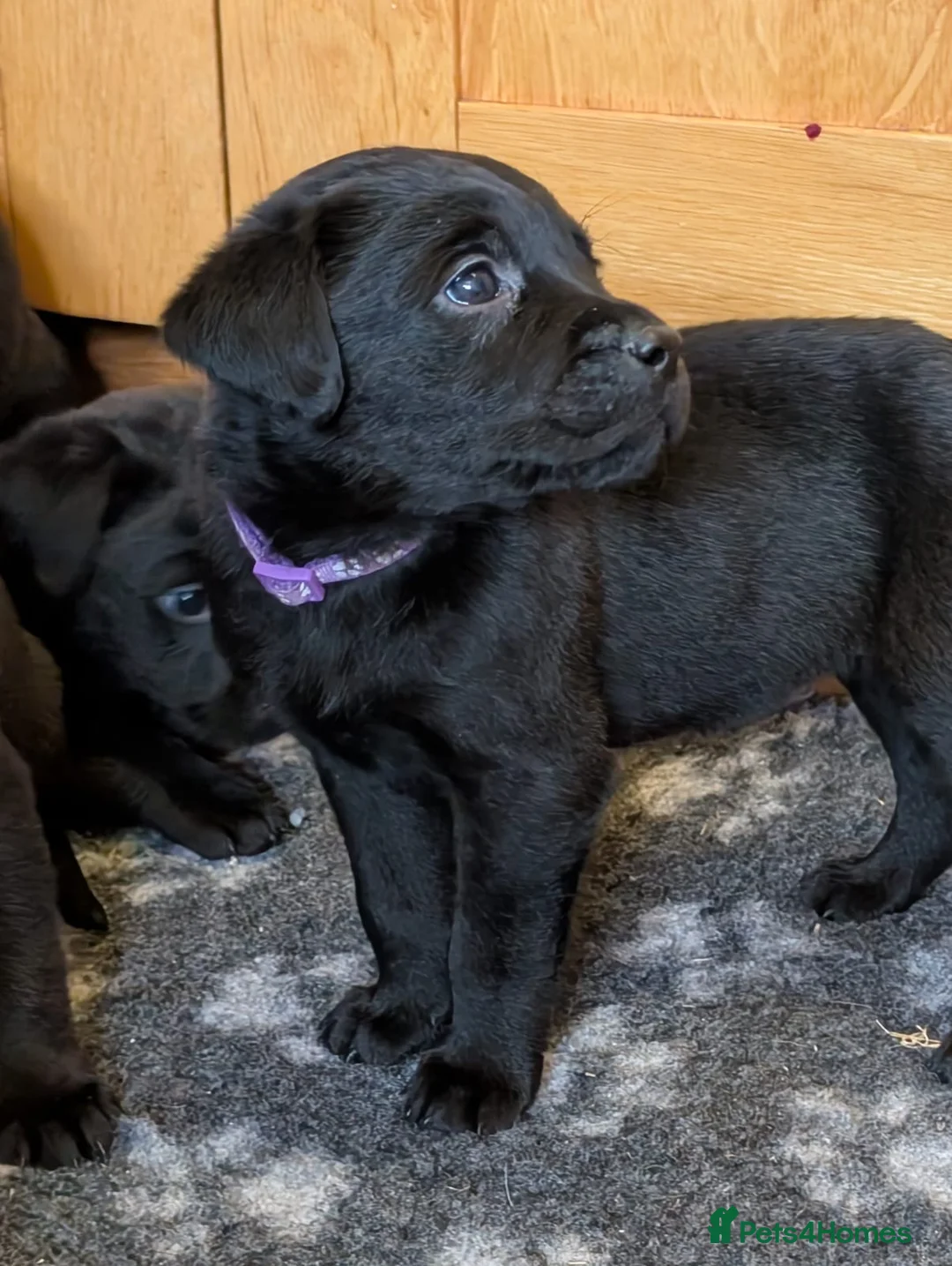 Mixed Breed dogs for sale: Labrador x Rottweiler (Rottador) - Advert 10