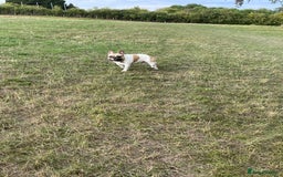 French Bulldog dogs for sale: Perfect sweet boy looking for new home  - Image 7