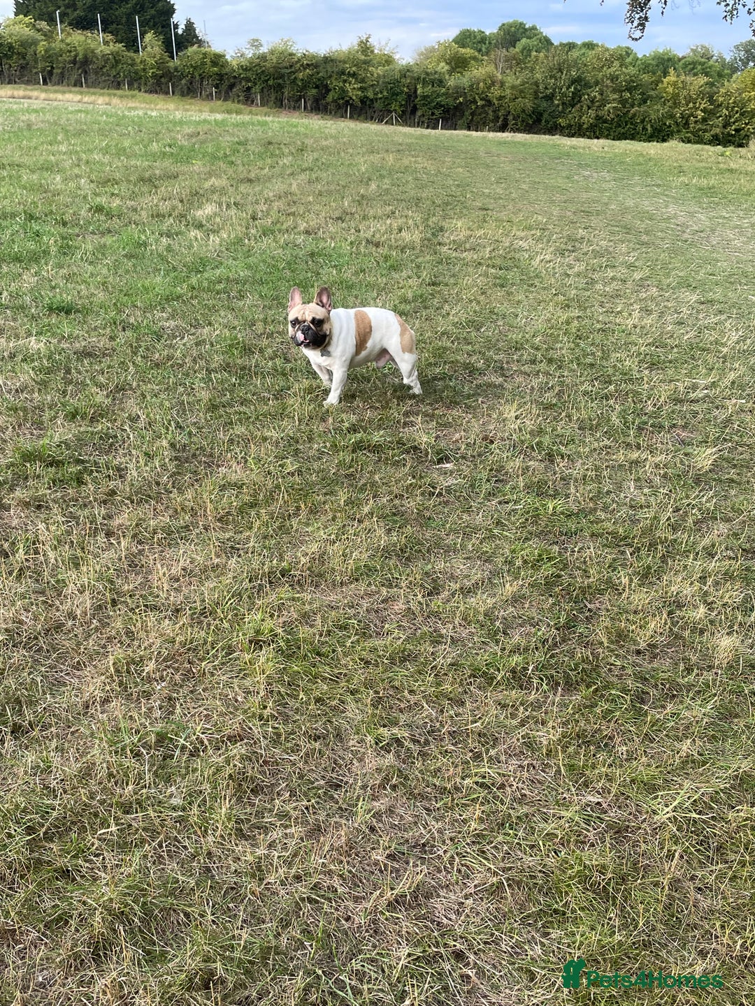 French Bulldog dogs for sale: Perfect sweet boy looking for new home  - Image 7