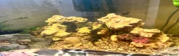 Catfish fish for sale: 19inch walking cat fish (tank closure) - Advert 4