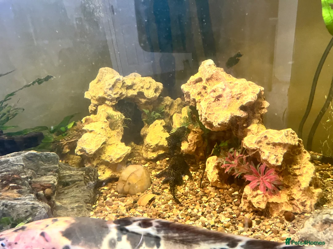 Catfish fish for sale: 19inch walking cat fish (tank closure) - Advert 4