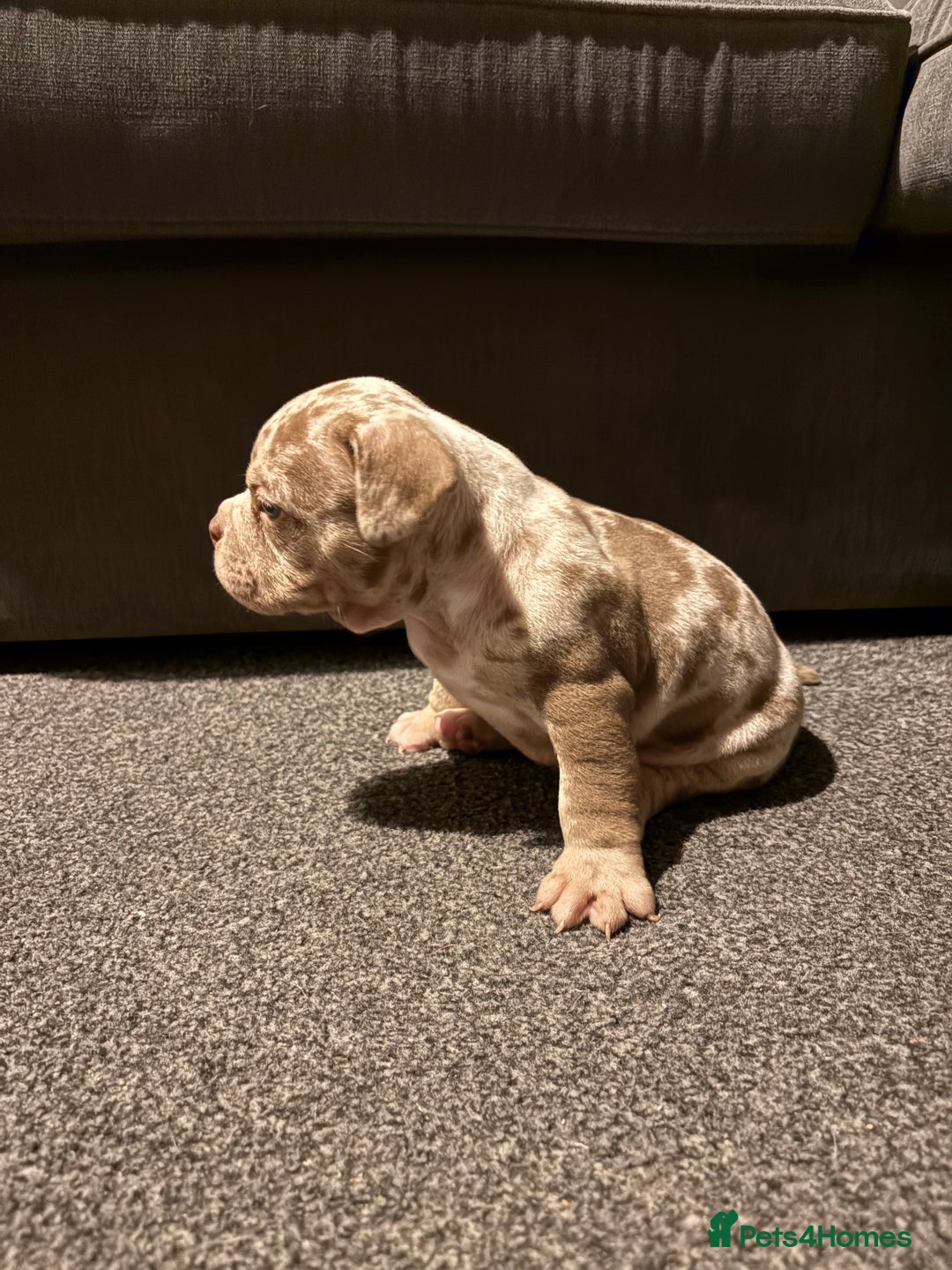 American Bully dogs for sale: Micro Bully puppies for sale!  - Advert 5