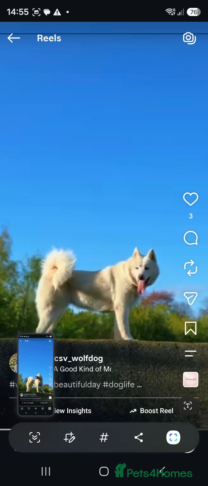 Mixed Breed dogs Wolfdog (10 month) - Advert 2