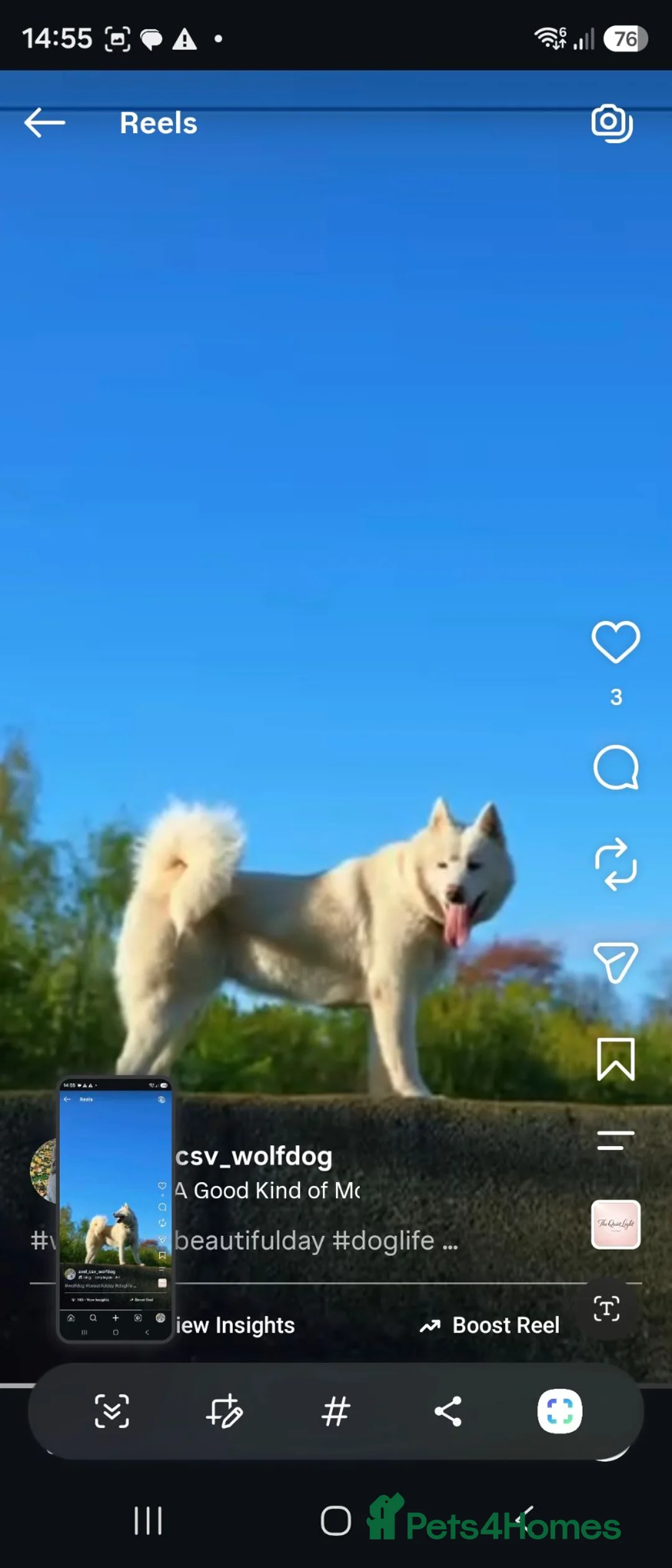 Mixed Breed dogs for sale: Wolfdog (10 month) in Swadlincote - Advert 2