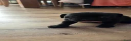 Staffordshire Bull Terrier dogs for sale: 3 Staffordshire bull terrier pups, girls in Abertillery - Advert 13