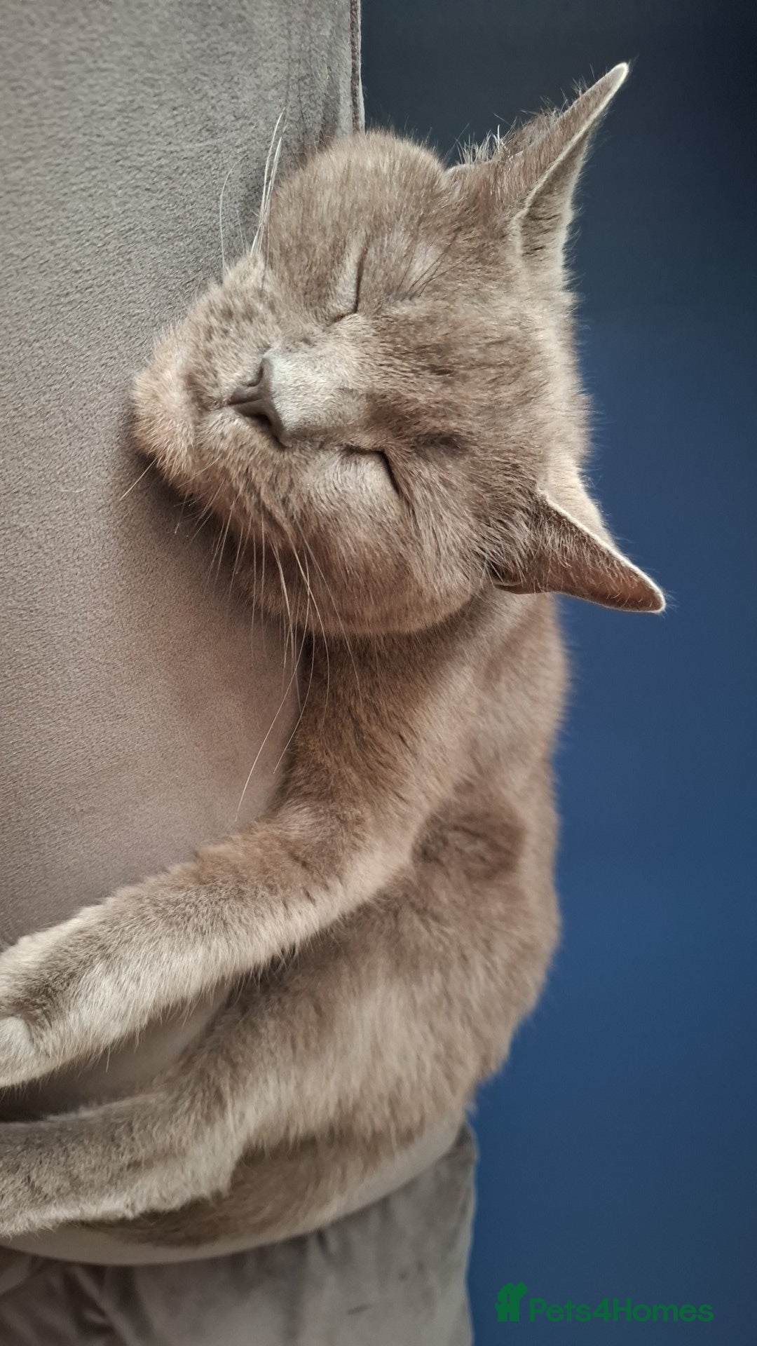 Mixed Breed cats for sale: Grey female - Advert 2