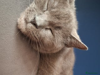 Mixed Breed cats Grey female - Advert 1