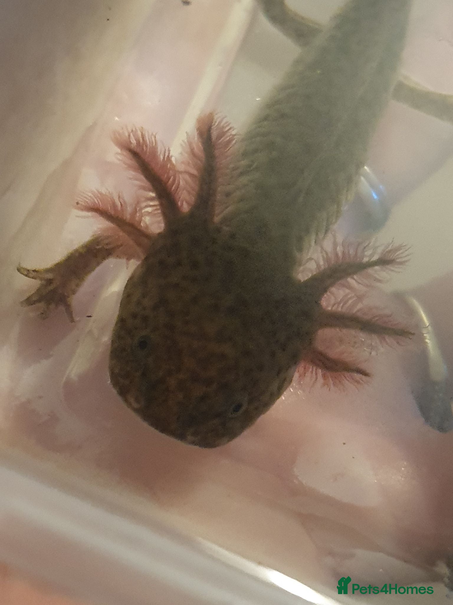 Axolotl reptiles Baby axolotls  - Advert 8