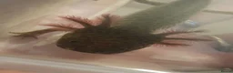 Axolotl reptiles for sale: Baby axolotls  - Advert 1