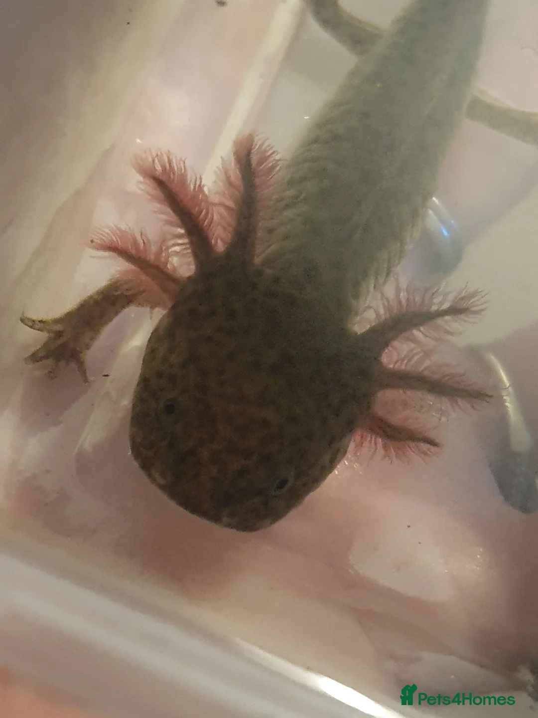 Axolotl reptiles for sale: Baby axolotls  - Advert 1