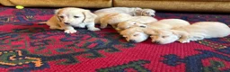 Miniature Dachshund dogs for sale: Cream long haired kc ready to go now - Advert 19