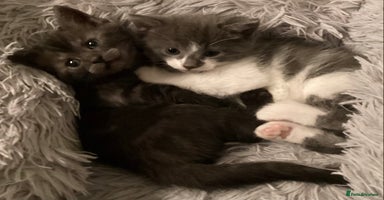 Ragdoll cats - Advert 11