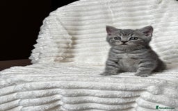 British Shorthair cats for sale: OUTSTANDING GCCF + HEALTH TESTED BSH + BLH KITTENS - Image 28