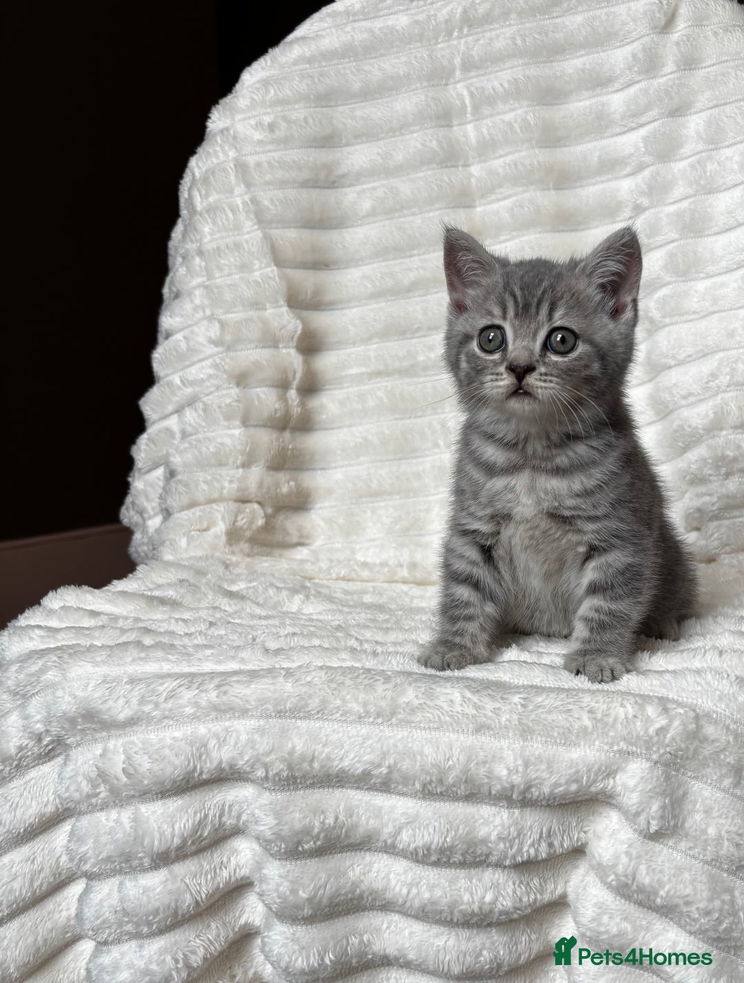British Shorthair cats for sale: OUTSTANDING GCCF + HEALTH TESTED BSH + BLH KITTENS - Image 28