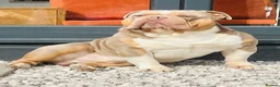 Olde English Bulldogge dogs for sale: Fluffy carriers lilac tri  - Advert 9