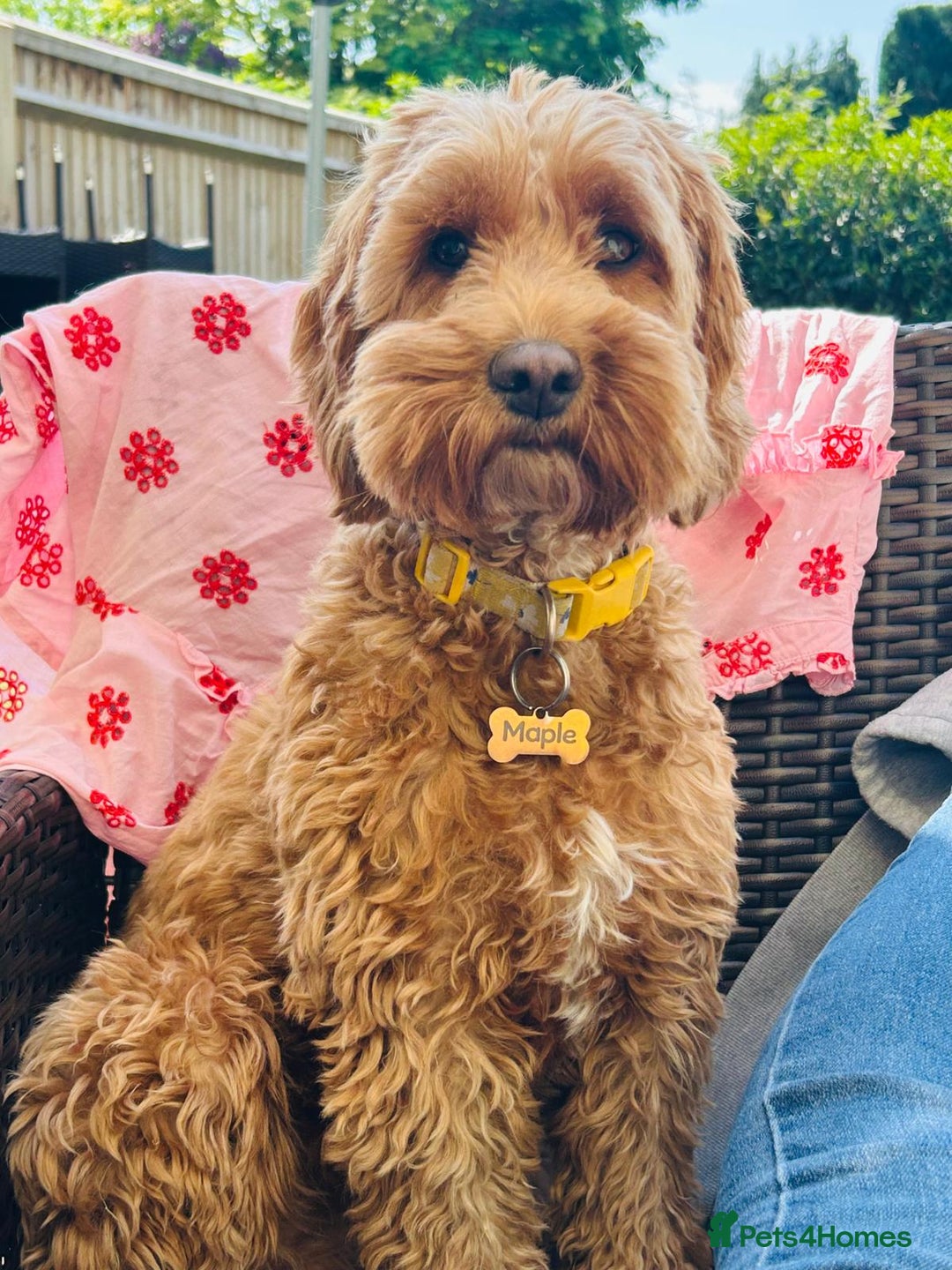 Cockapoo dogs for sale: red cockapoo f1 non fading - Image 12
