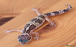 Leopard Gecko reptiles for sale: Baby Leopard Gecko - Mack Snow Morph - Image 3