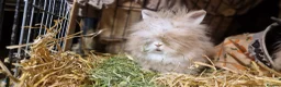 Lionhead rabbits for sale: Purebred double maned super fluffy lionhead girls - Advert 17