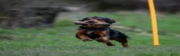 Cocker Spaniel dogs for stud: FTAW KC reg, health tested working Cocker at stud  in Ipswich - Advert 5