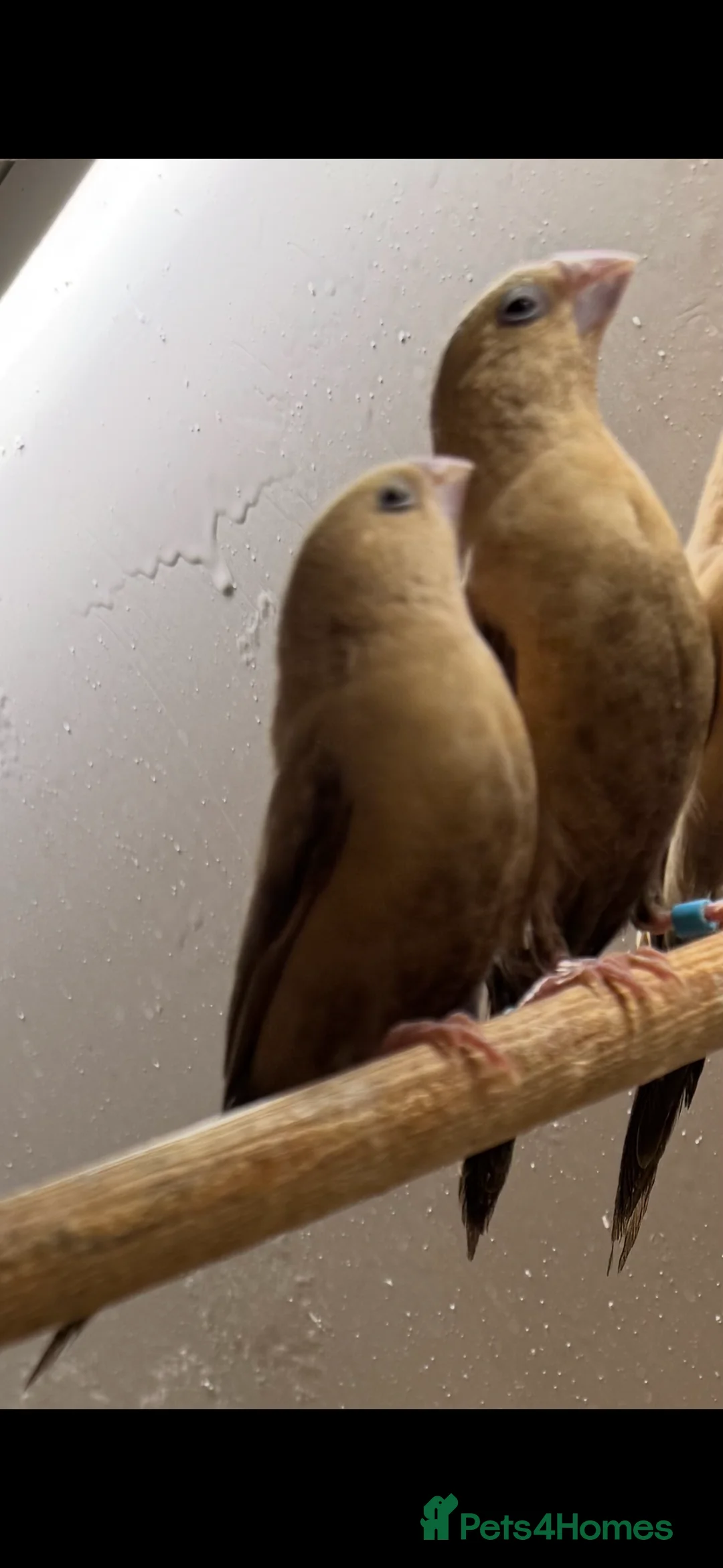 Finches birds for sale: Silver bills, heck’s and Bengalese  - Advert 1