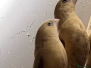 Finches birds Silver bills, heck’s and Bengalese - Advert 1