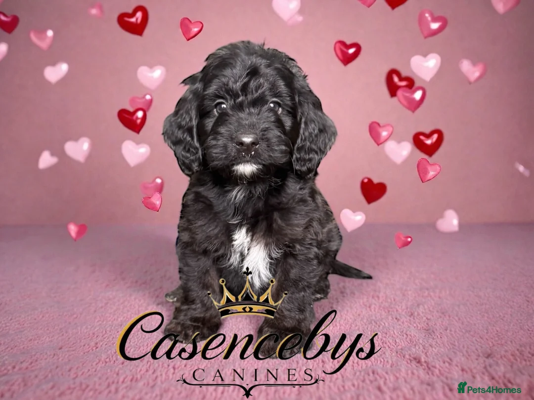 Cockapoo dogs for sale: 🐶THE MOST PERFECT DNA CLEAR MINI F1 COCKAPOOS🐶 - Advert 11