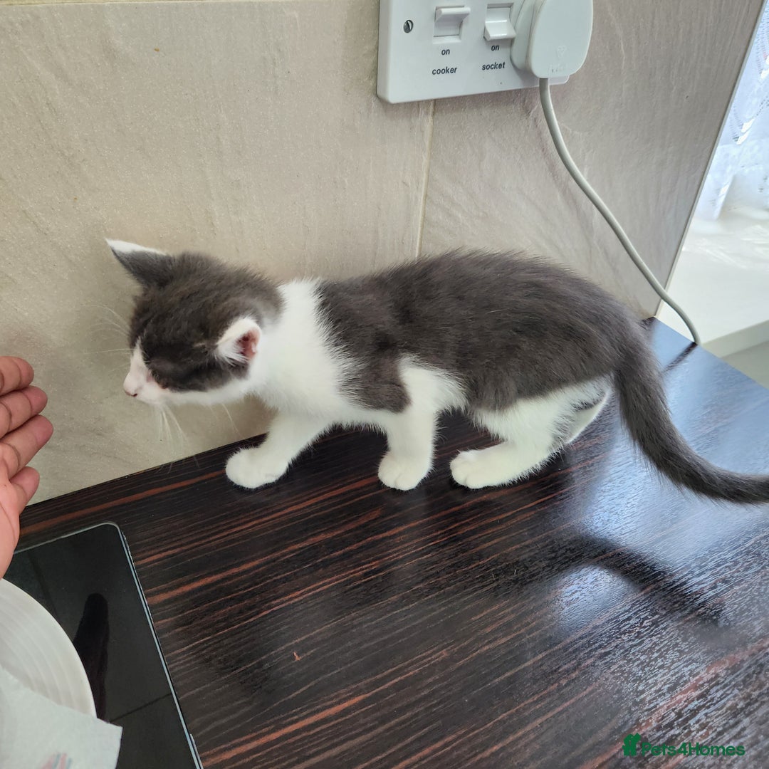 Domestic Shorthair cats for sale: 5 kittens ready for a new home  - Image 18