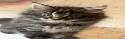 Mixed Breed cats for sale: Blacky and Stormy  in Luton - Advert 3