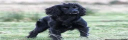 Cocker Spaniel dogs for sale: Sired from British Champion - Advert 13
