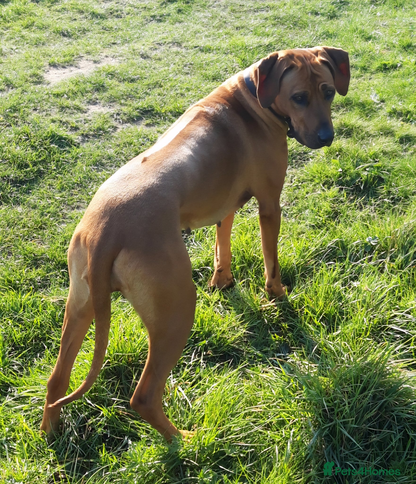 Rhodesian Ridgeback dogs Rhodesian Ridgeback Puppies KC Health Elb Hip JME - Advert 9