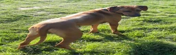 Rhodesian Ridgeback dogs for sale: KC reg,Excellent Ridges,Health checked/Elb/Hip/JME - Advert 16