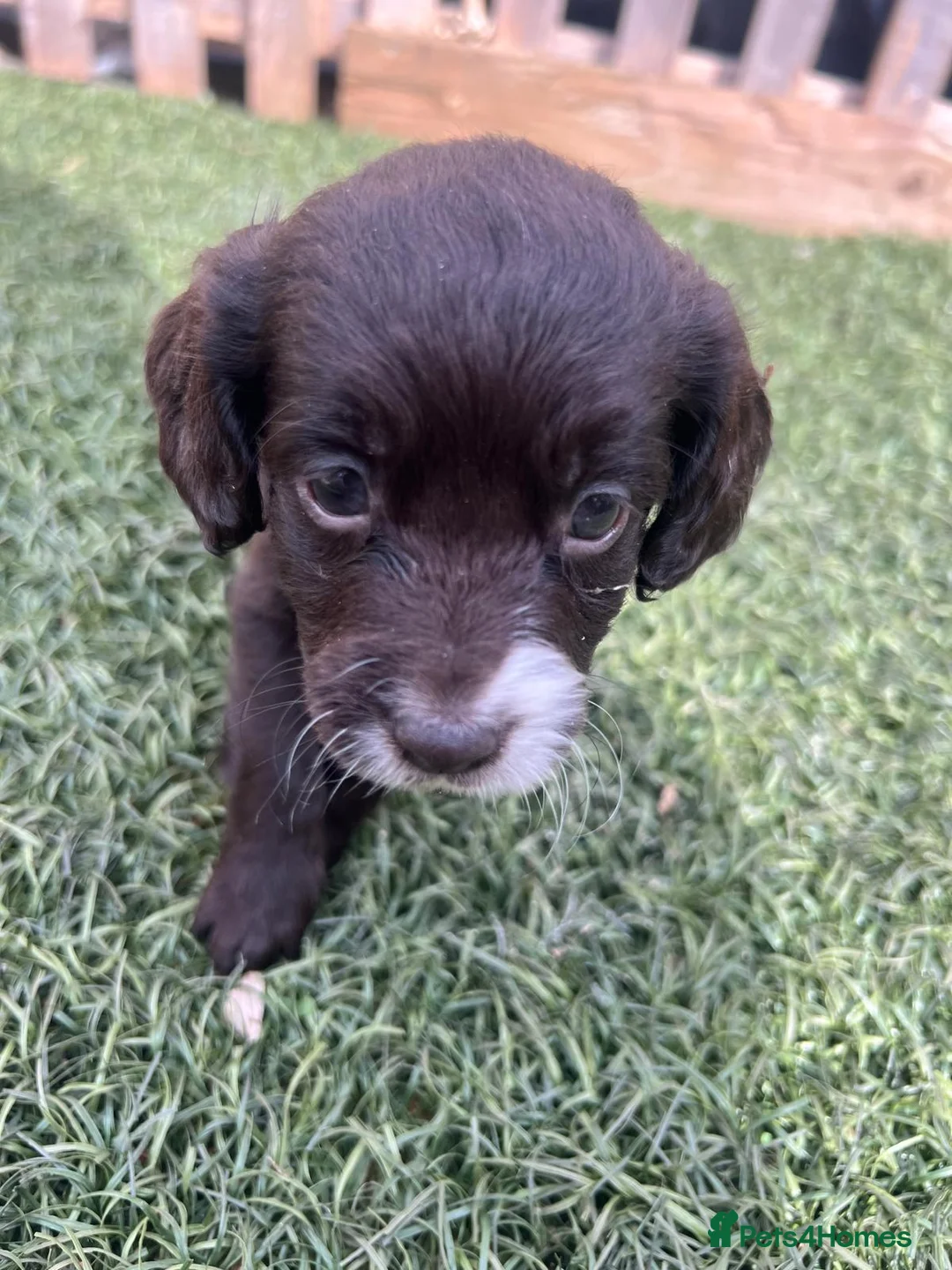Cockapoo dogs for sale: Cockapoo puppy’s  - Advert 2