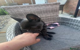 French Bulldog dogs for sale: Adorable French Bulldog Puppy – KC Registered  - Image 6