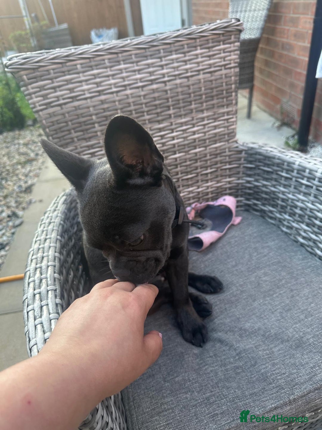 French Bulldog dogs for sale: Adorable French Bulldog Puppy – KC Registered  - Image 6