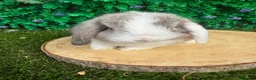 Mini Lop rabbits for sale: 🥰😍Stunning purebred mini lops ready now 🥰😍 - Advert 17