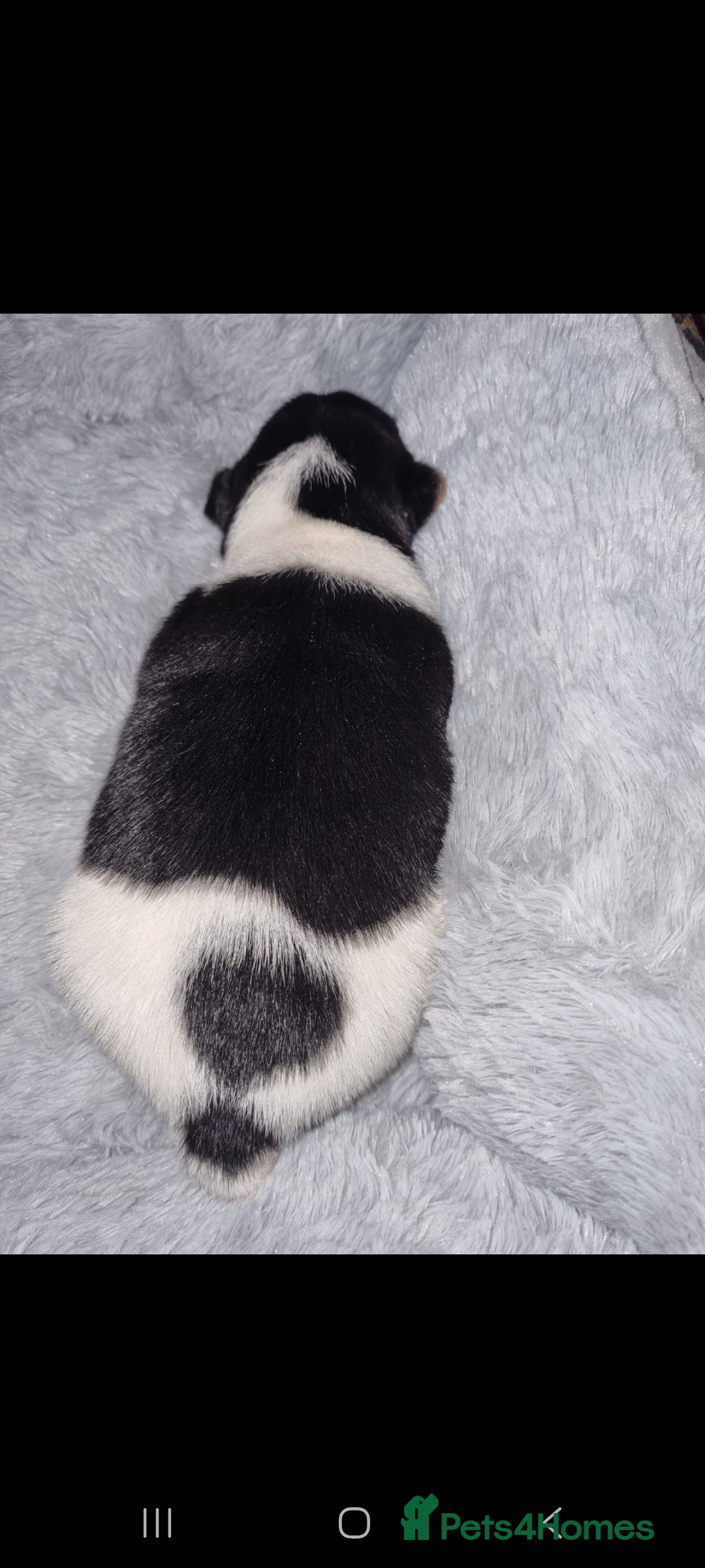 Jack Russell dogs for sale: Jack Russell Pups - Advert 11