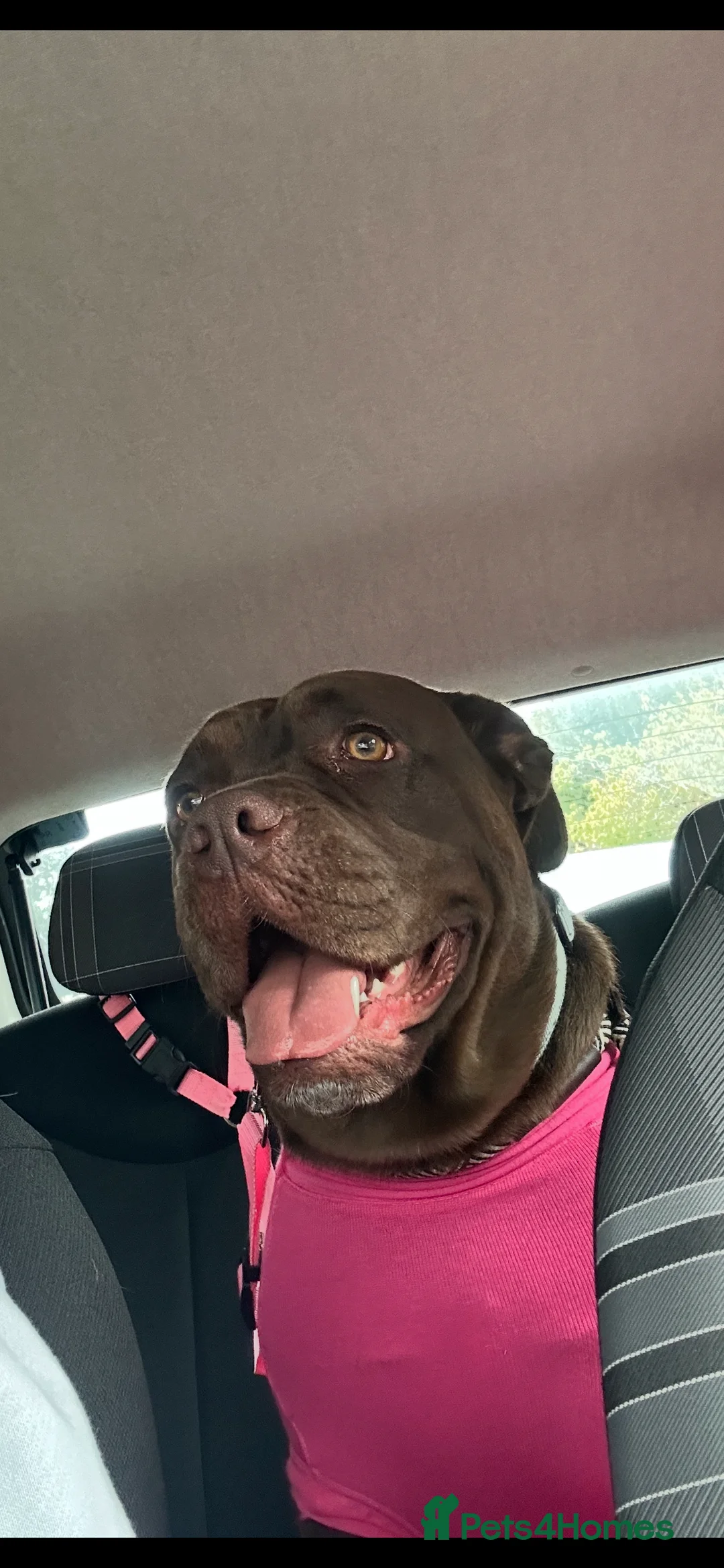 Mixed Breed dogs for sale: Bullador  - Advert 4