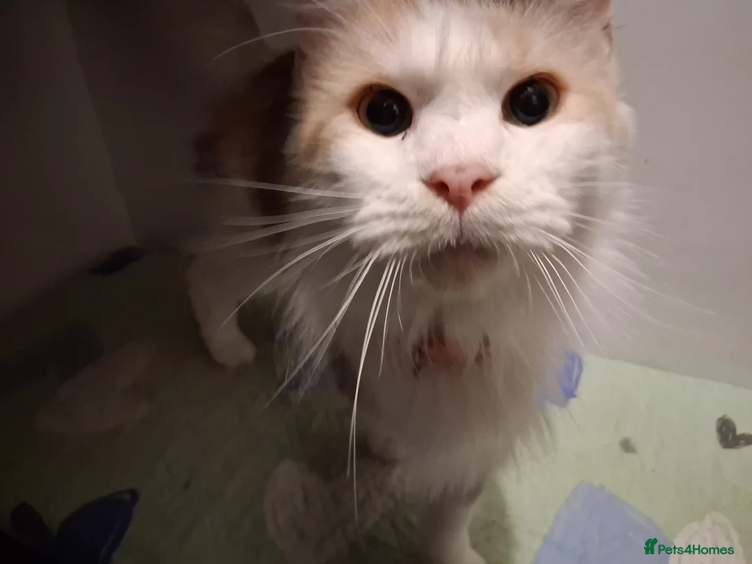 Maine Coon cats for sale: Mainecoon 3 years old - Advert 2