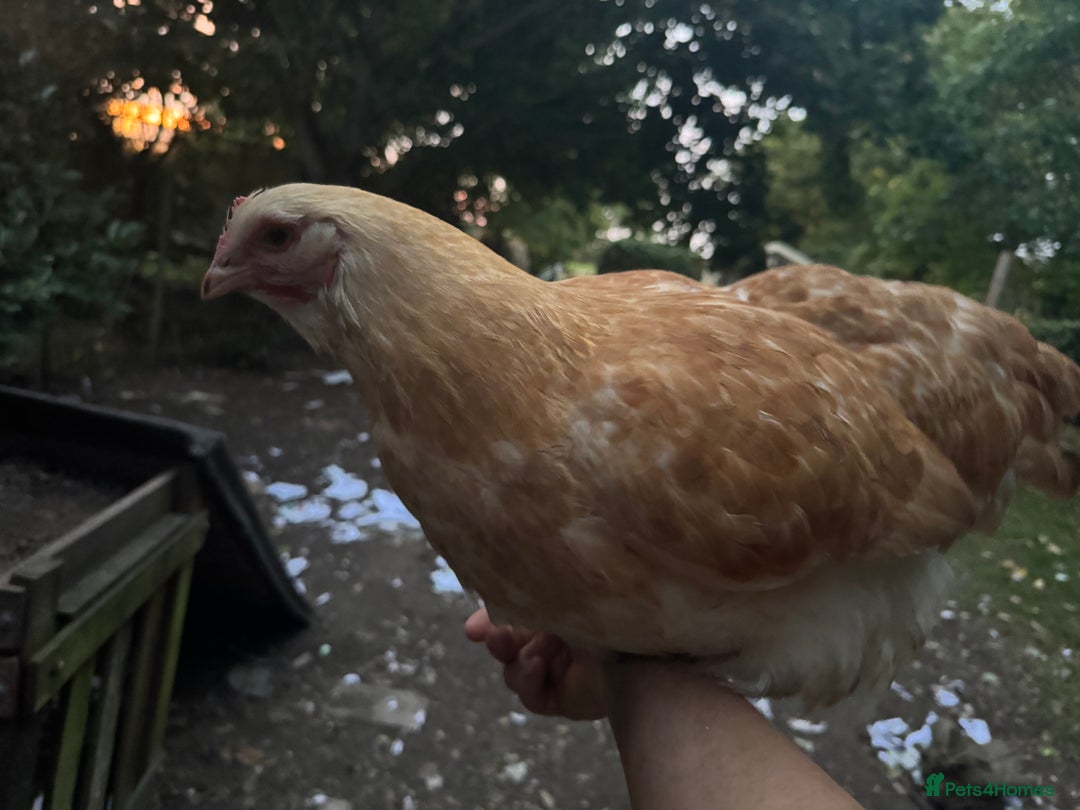 Chickens poultry for sale: Flock of Chickens - Image 12