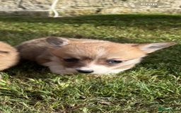 Welsh Corgi Pembroke dogs for sale: Beautiful Pembrokeshire welsh corgi puppies !! - Image 2