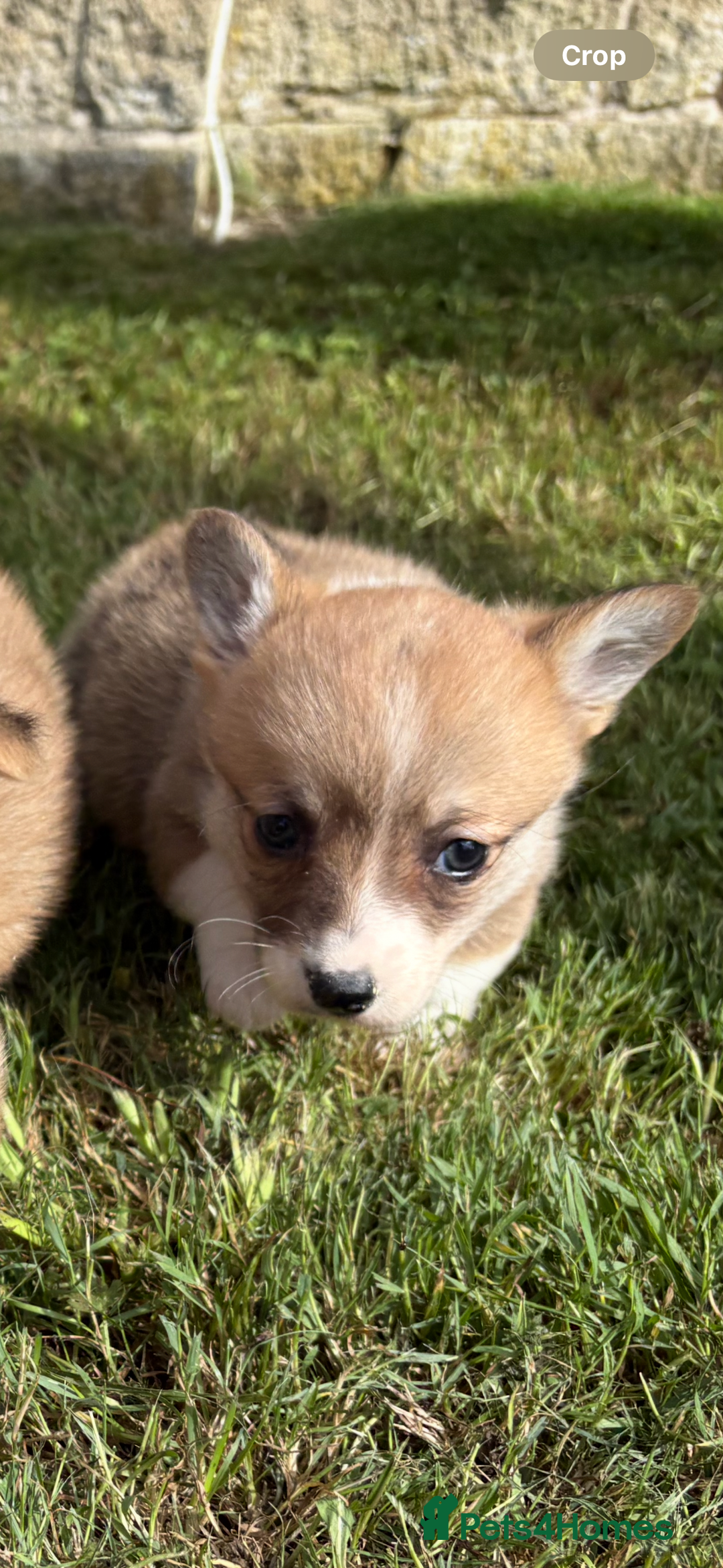 Welsh Corgi Pembroke dogs for sale: Beautiful Pembrokeshire welsh corgi puppies !! - Image 2