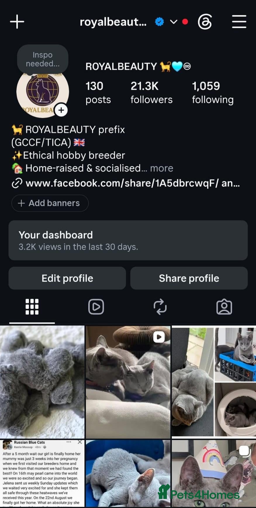 Russian Blue cats 🏆 Premium Russian Blue Kittens 🏅 - Advert 2